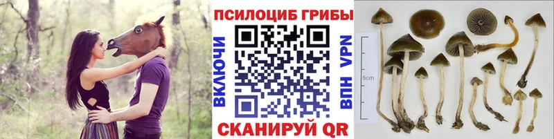 Псилоцибиновые грибы MAGIC MUSHROOMS  даркнет сайт  Кремёнки 